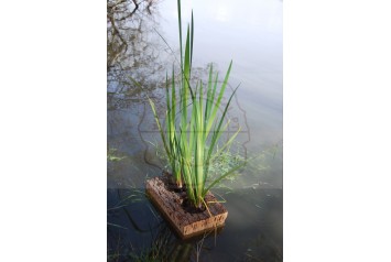 Cork Island Rustic-S