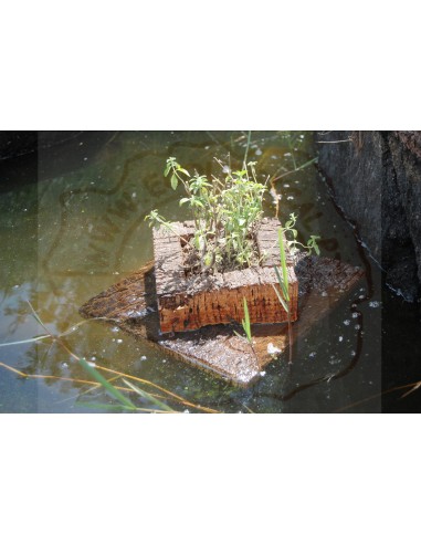 Cork Island Classic-S