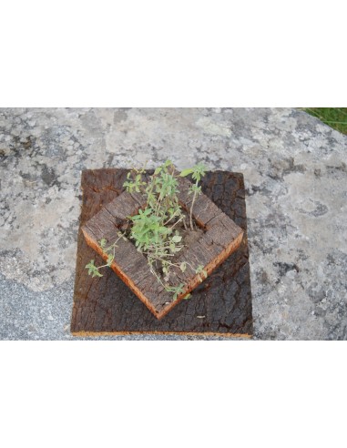 Cork Island Classic-S