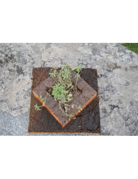 Cork Island Classic-S