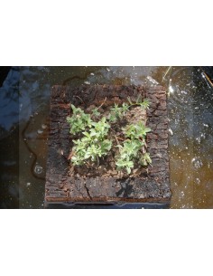 Cork Island Classic-M 2