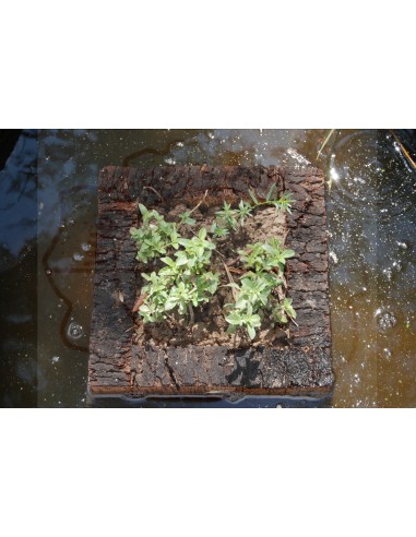 Cork Island Classic-M