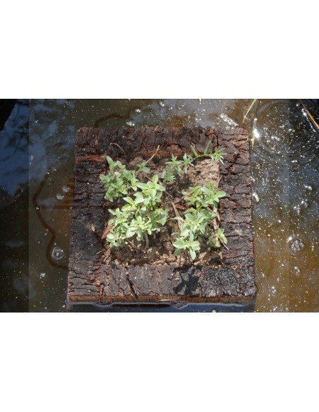 Cork Island Classic-M