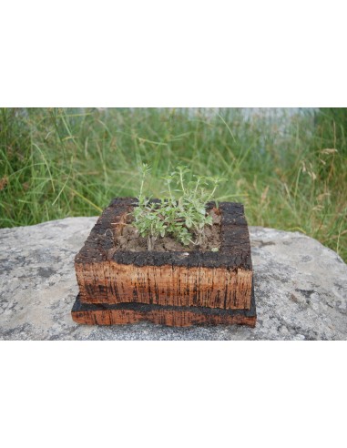 Cork Island Classic-M