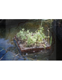 Cork Island Classic-L