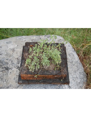 Cork Island Classic-L